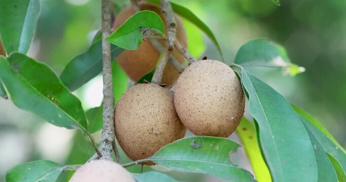 Ripe sapodilla fruits on tree in tropical garden, close-up with green leaves and natural light, ideal for agriculture, food and nature themes