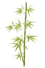 Naklejka premium Bamboo plant white background freshness.