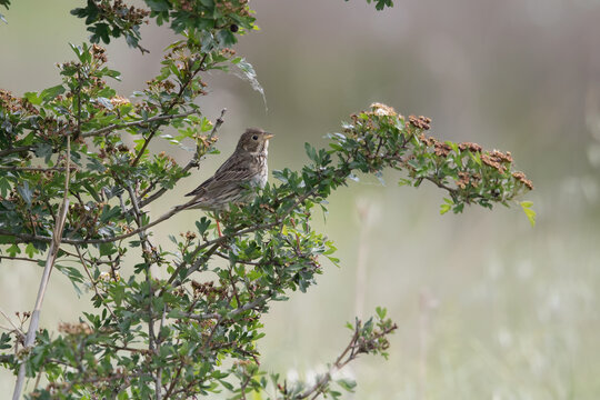 Corn Bunting on a hawthorn branch in spring - Emberiza calandra