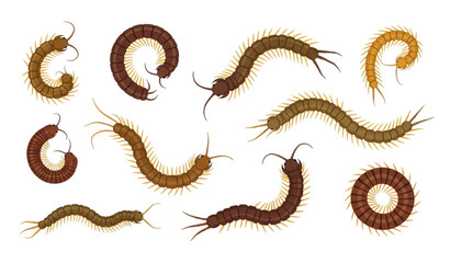 Fototapeta premium Centipede vector set flat insect illustration isolated on white background