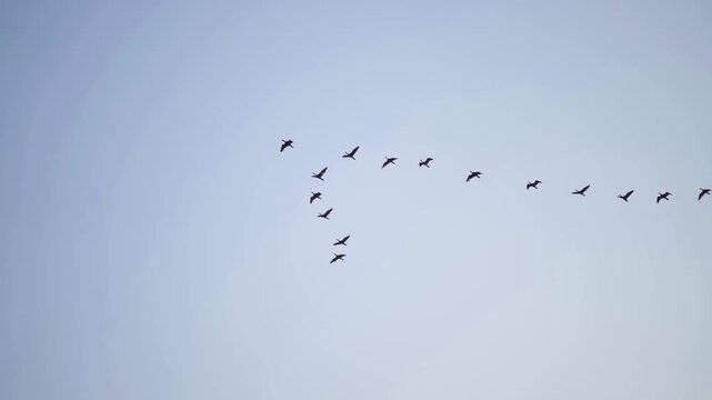 flock of birds flying sky, birds migrating in open sky, flying birds silhouette formation, group of birds in flight stock video.
