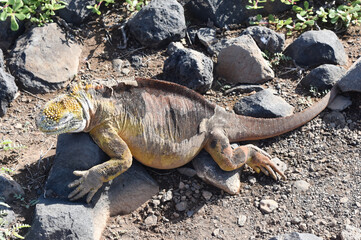 Fototapeta premium Galapagos land iguana (Conolophus subcristatus) undergoing skin shedding (ecdysis) in natural habitat.