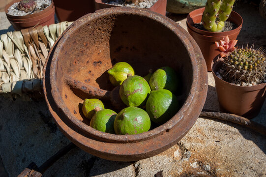 Rusted metal bowl with imperfect skin green lemons in a rustic outside decorative setting