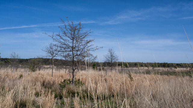 reeds on Maryland's Eastern Shore in a town conservation park.