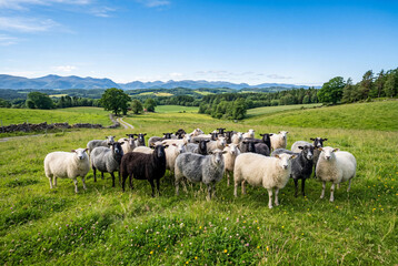 Fototapeta premium A flock of diverse fluffy sheep standing in a lush green pasture surrounded by distant mountains