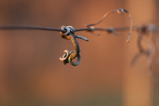viticci in un vigneto in inverno al tramonto