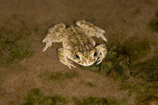 Frontal view of an Italian Green Toad (Bufotes balearicus) on mossy ground