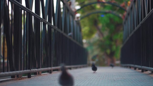 Pigeons walking along metal bridge walkway with strong perspective lines, Urban alley path with birds and blurred background creating depth and calm scene 4k