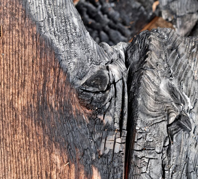 Texture of charred wood. Close-up of charcoal for background. Space for text.