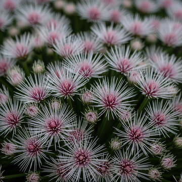 A dense cluster of unique pink and white spiky wildflowers blooming beautifully in a natural meadow.