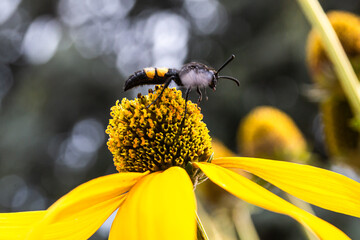 bee on yellow flower © Roland