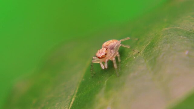 Extreme Macro of Tiny Baby Spider (Spiderling) Moving on Green Leaf in Natural Environment