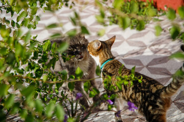 cat in the garden © Eduardo