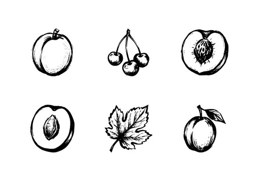 Stone Fruits and Orchard Harvest Elements with Inky Doodle and Sketchy Hand-Drawn Aesthetic