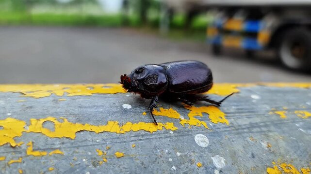 Macro Shot of Asiatic Rhinoceros Beetle Oryctes rhinoceros on Yellow Textured Surface