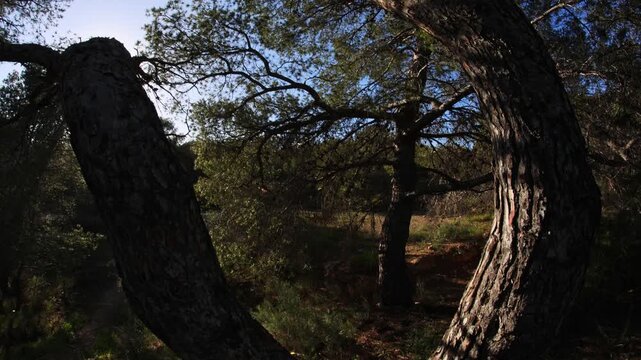 Split Pine Tree Trunk and Sunstar in Mediterranean Woods