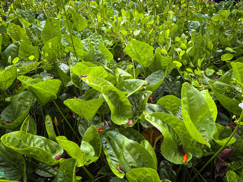 Lush Green Echinodorus Palaefolius Water Plants in Tropical Garden Pond