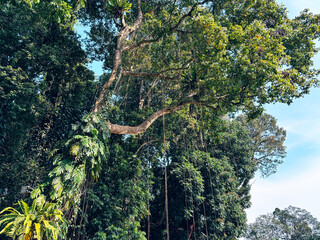 Fototapeta premium Tropical Rainforest Jungle Canopy with Lush Green Vegetation and Hanging Lianas