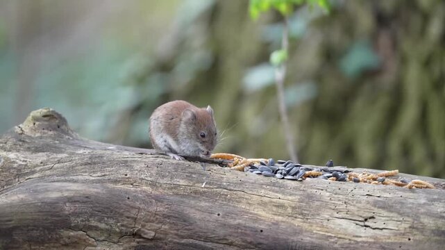 Mała nornica na powalonym pniu w lesie. Film natury z pięknym oświetleniem konturowym. Portret gryzonia w naturalnym środowisku, detale futra i wąs&oacute;w na ciemnym, rozmytym tle.