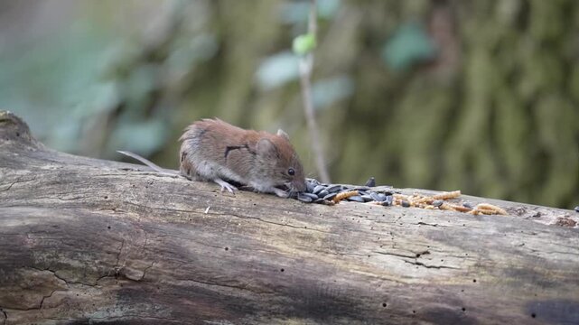 Mała nornica na powalonym pniu w lesie. Film natury z pięknym oświetleniem konturowym. Portret gryzonia w naturalnym środowisku, detale futra i wąs&oacute;w na ciemnym, rozmytym tle.