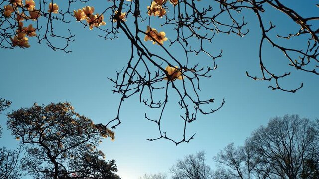 Magnolia tree branches with pink flowers against clear blue sky. Pink magnolia petals catching sunlight on dark branches under a vast cloudless blue sky in a public park.