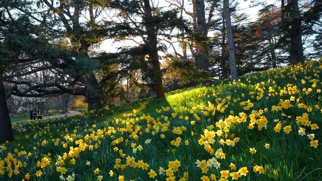Field of yellow narcissus flowers on a slope in spring. Rows of blooming daffodils on a green hill with large trees and golden hour sunlight in a public park.