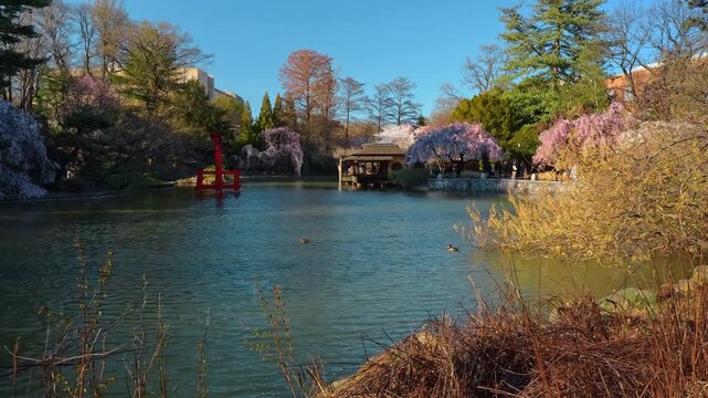 Japanese garden pond with red torii gate and cherry blossoms. Red traditional torii gate in a pond surrounded by weeping cherry trees and a pavilion in a botanical garden.