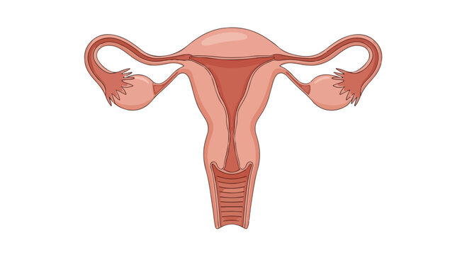 Detailed anatomical illustration of the female reproductive system including uterus, fallopian tubes, and ovaries