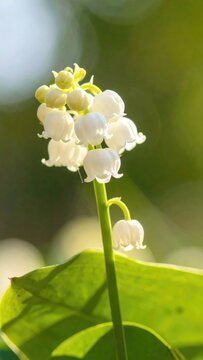 A close-up captures the delicate beauty of lily of the valley blossoms, their pristine white petals contrasting against a soft, blurred green background.