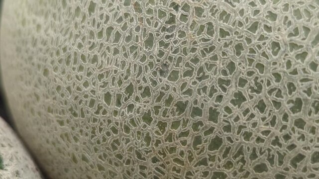 Extreme close-up macro footage showing the unique netted texture and intricate patterns on the skin of a ripe melon.
