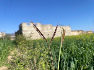 Fototapeta premium Dichanthium, bluestem or marvel grass