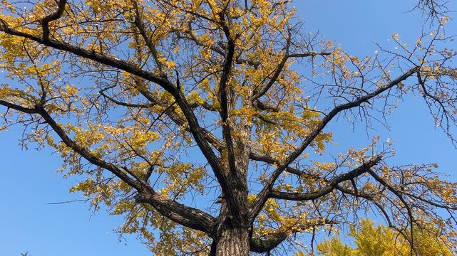 Big ginkgo biloba tree or maidenhair tree in autumn with vibrant golden yellow leaves at Slender West Lake or Shouxihu, Yangzhou, Jiangsu, China.