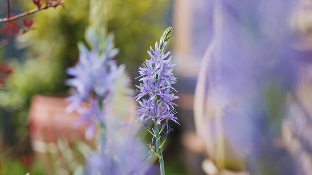 Blue Camassia Flower Blooming in Spring Garden
