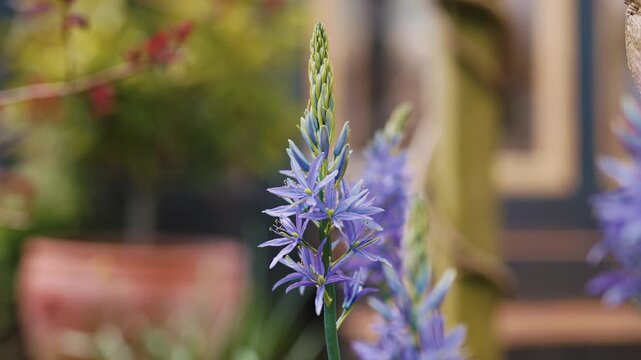 Blue Camassia Flower Blooming in Spring Garden