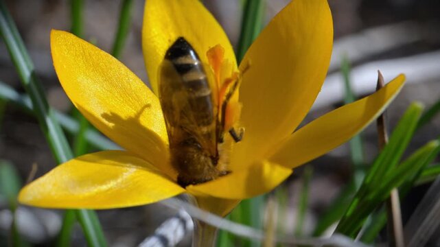 Spring flowering of early Crocus flavus, with honeybees (Apis mellifera) collecting nectar