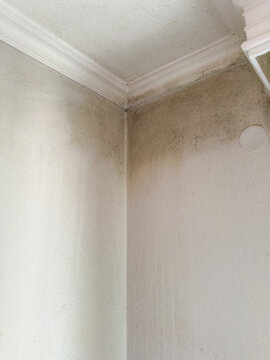 Interior wall mold and water stain damage in ceiling corner for remediation and inspection background reference for repair and restoration.