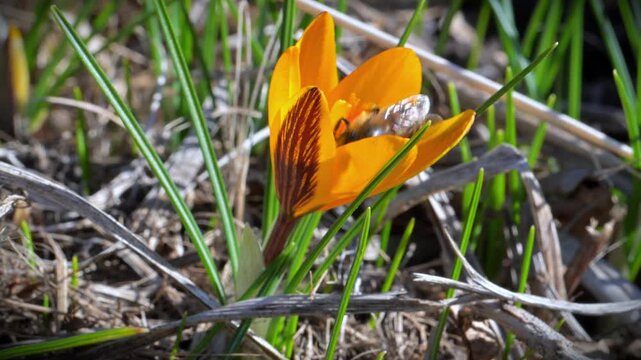 Spring flowering of early Crocus flavus, with honeybees (Apis mellifera) collecting nectar