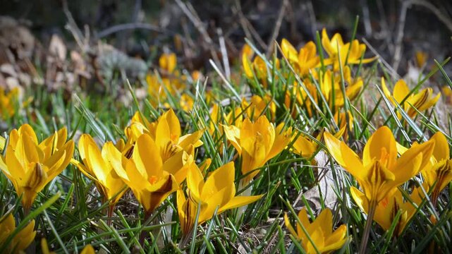 Spring flowering of early Crocus flavus, with honeybees (Apis mellifera) collecting nectar