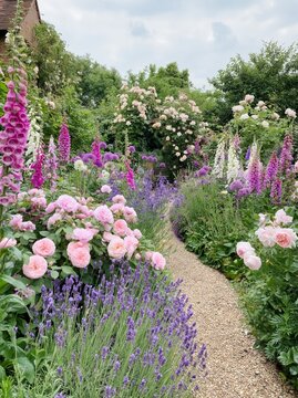 Beautiful lush English cottage garden in full bloom with pink roses, lavender, and foxgloves lining a gravel pathway under a cloudy sky