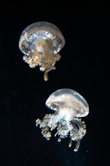jellyfish in aquarium © HaoWen