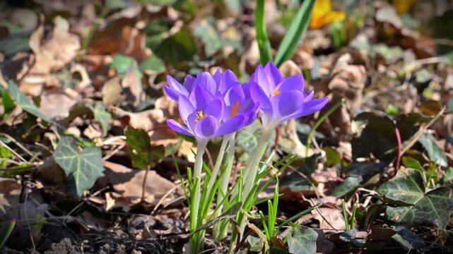 Early spring flowering crocus (Crocus tommasinianus) with delicate light violet flowers