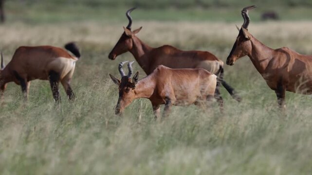 A cautious herd of red hartebeest is inspecting a waterhole