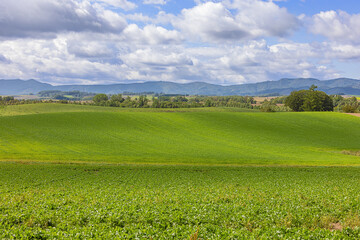 Naklejka premium Green rolling hills with crops ready for harvesting on the hills aroun Biei
