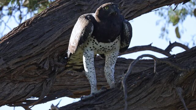  a martial eagle feeding on the remains of a bat-eared fox