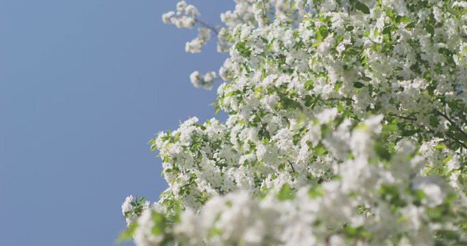 Vitex negundo blossoms in the ancient building garden
