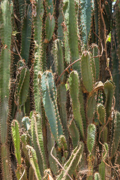 Columnar Cactus, commonly known as a Peruvan Apple Cactus