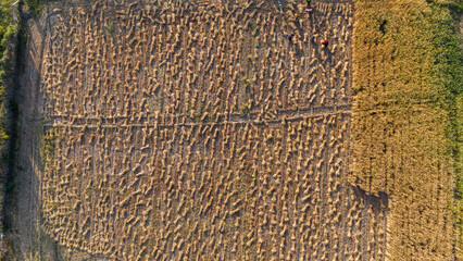 Fototapeta premium Top-down aerial view of agricultural fields in Bhilwara, Rajasthan during spring harvest, showing farmers making and stacking wheat bundles forming abstract patterns across farmland.