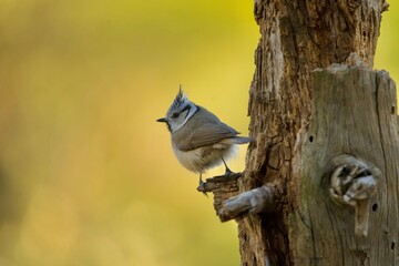 Crested tit clinging to the side of a rough tree trunk. © Iván López