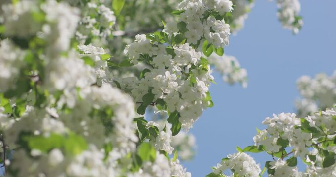 Vitex negundo blossoms in the ancient building garden

