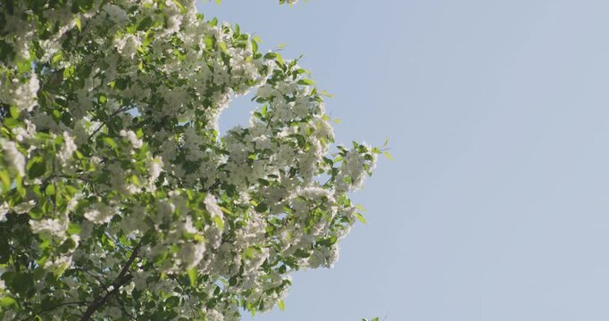 Vitex negundo blossoms in the ancient building garden
